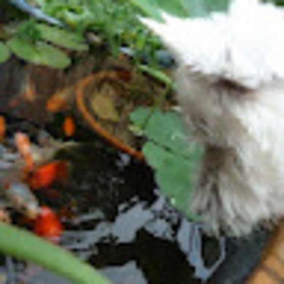 Meet your Posher, Lynnie - Picture 1 of 1